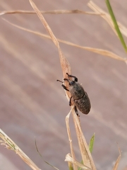 Sphenophorus