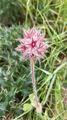 Trifolium stellatum