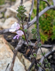 Euphrasia amplidens
