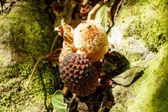 Corynaea