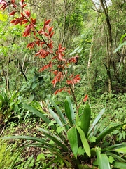 Vriesea elata