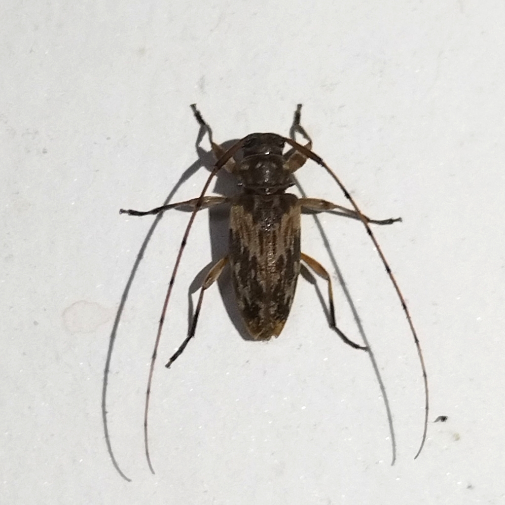 Lepturges elimata