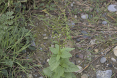 Scrophularia nodosa