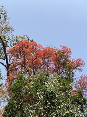 Bombax ceiba