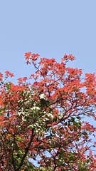Bombax ceiba