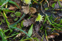 Leptinella dioica