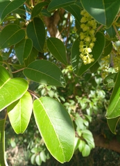 Phytolacca dioica