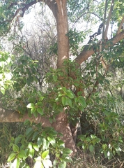 Phytolacca dioica