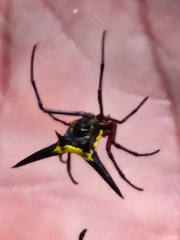 Micrathena kochalkai