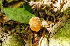 Corynaea