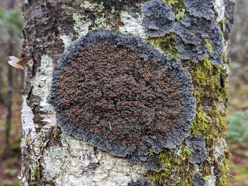 Blue Felt Lichen