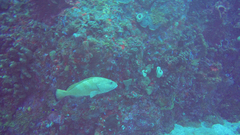 Epinephelus guttatus