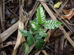 Alectryon excelsus excelsus