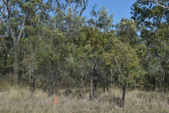 Grevillea parallela