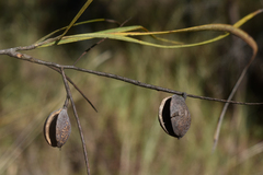 Grevillea parallela