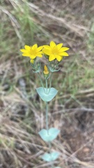 Blackstonia perfoliata
