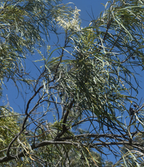 Grevillea parallela