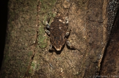 Poropterus bisignatus