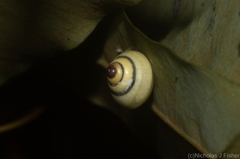 Posorites conscendens