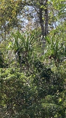 Pandanus furcatus