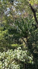 Pandanus furcatus