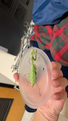 Stagmomantis limbata