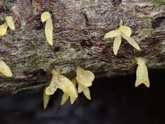 Calocera furcata