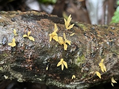 Calocera furcata