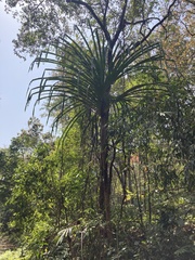 Pandanus furcatus