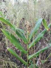 Alpinia zerumbet