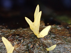 Calocera furcata