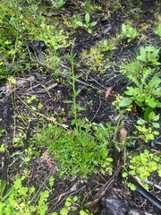 Lepidium desvauxii