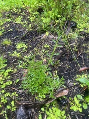 Lepidium desvauxii