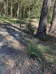 Xanthorrhoea concava