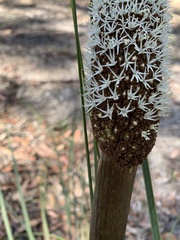 Xanthorrhoea concava