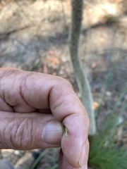 Xanthorrhoea concava