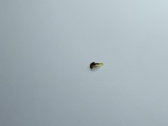 Xanthorrhoea concava