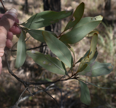 Grevillea glauca