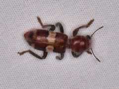Enoclerus quadrisignatus