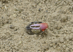 Paraleptuca crassipes