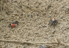 Paraleptuca crassipes