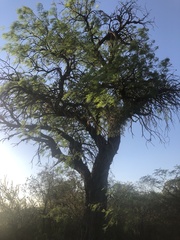 Prosopis alba