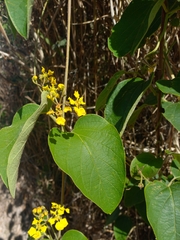 Stigmaphyllon bonariense