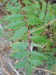 Rhus copallinum