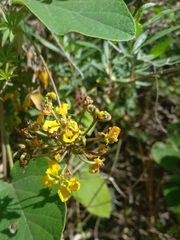 Stigmaphyllon bonariense