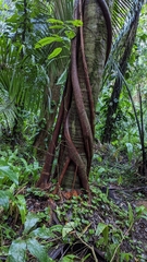 Ficus dendrocida