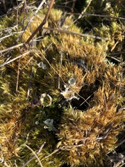 Cladonia verticillata
