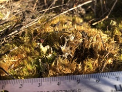 Cladonia verticillata