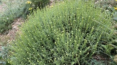 Santolina chamaecyparissus