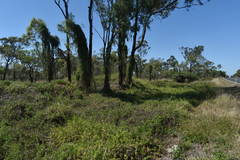 Macrotyloma axillare axillare